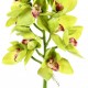 Orchidée Cymbidium 99cm - Vert