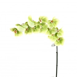 Orchidée Phalaenopsis 109cm - Vert