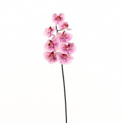 Orchidée Phalaenopsis 81cm - Rose