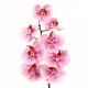 Orchidée Phalaenopsis 81cm - Rose