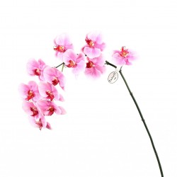 Orchidée Phalaenopsis 109cm - Rose