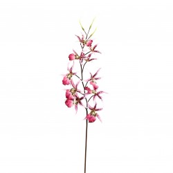 Orchidée Araignée 116 cm - Lavande