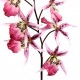 Orchidée Araignée 116 cm - Lavande