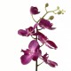 Orchidée Phalaenopsis 74cm - Fushia