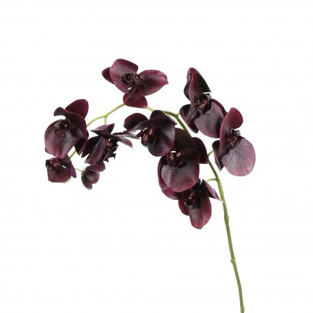 Orchidée Phalaenopsis 99cm - Pourpre