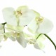 Orchidée Phalaenopsis 99cm - Blanc vert