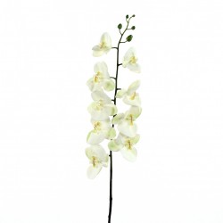 Orchidée Phalaenopsis 127cm - Blanc vert