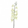 Orchidée Phalaenopsis 127cm - Blanc vert