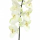 Orchidée Phalaenopsis 127cm - Blanc vert