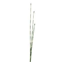 Horsetail bundle 122cm